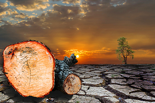 포토 JPG 해외이미지 나무 식물 계절 줄기 백그라운드 낙엽 잎 자연 왕관 사람없음 야외 목재 초록색 환경 봄 성장 흰색 나뭇가지 고독 숲 큼 자르기 싱글 흰배경 나무껍질 내추럴 고립 생태학 해외포토 교육 감정 컬러 재료 모션 껍질 크기 생태계 파일형식 이미지허브