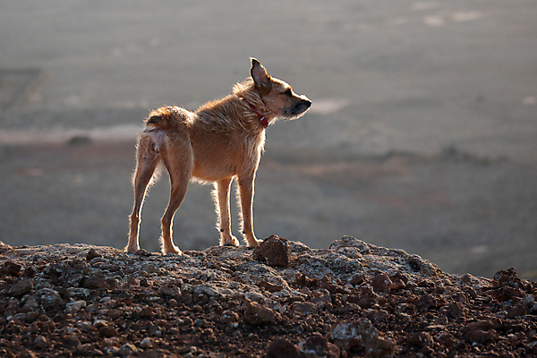 포토 JPG 해외이미지 동물 응시 포유류 자연 사람없음 야외 반려동물 가축 일몰 우정 개 강아지 육식동물 송곳니 해외포토 시선 친구 노을 치아 생태계 파일형식 이미지허브