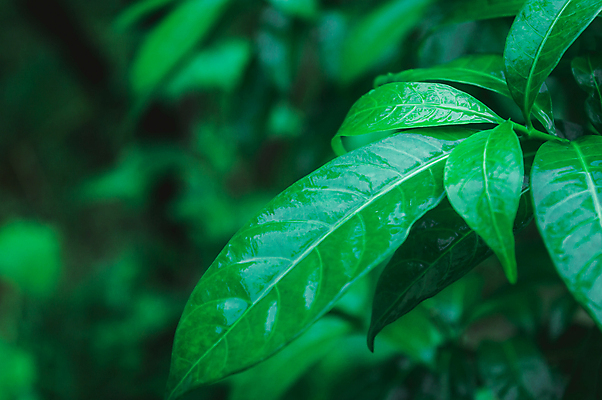 포토 JPG 해외이미지 나무 식물 계절 꽃잎 백그라운드 단풍 잎 농업 자연 사람없음 아웃포커스 장식 가로 초록색 물 여름 컬러풀 햇빛 환경 정원 고요 젖음 성장 신선 떨어짐 숲 이슬 빗방울 순수 유기농 웅덩이 해외포토 자연요소 웰빙 꽃 산업 컬러 컨셉 촬영기법 태양 비_날씨 생태계 파일형식 이미지허브