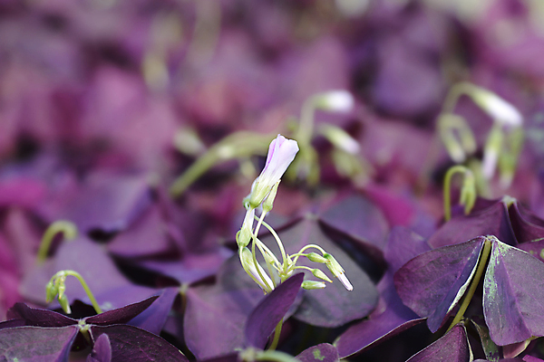 포토 JPG 해외이미지 식물 꽃 분홍색 잎 자연 사람없음 야외 정원 보라색 흰색 닫기 해외포토 컬러 모션 생태계 파일형식 이미지허브