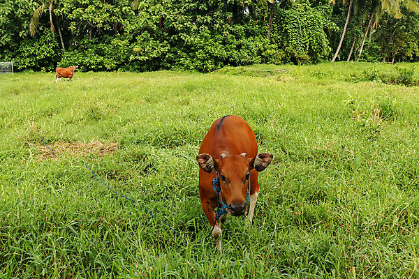 포토 JPG 해외이미지 1 응시 계절 여자 얼굴 백그라운드 포유류 자연 하늘 사람없음 야외 초록색 농장 농경지 머리 검은색 흰색 시골 점 입 소 닫기 방목 묘사 코 발리 인도네시아 주둥이 밭일 찰과상 해외포토 동물 시선 아시아 컬러 섬 농업 모션 사람 신체부위 축산업 상처 생태계 파일형식 이미지허브
