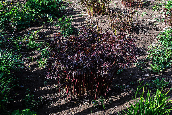 포토 JPG 해외이미지 식물 꽃잎 꽃 백그라운드 잎 자연 추상 사람없음 야외 장식 가로 빨간색 파란색 햇빛 태양 뷰티 환경 정원 봄 성장 벚꽃 흰색 신선 난초 우아함 닫기 배열 데이지 향기 화단 향 내추럴 고립 카피스페이스 해외포토 자연요소 계절 컬러 컨셉 무늬 모션 공백 생태계 냄새 파일형식 이미지허브