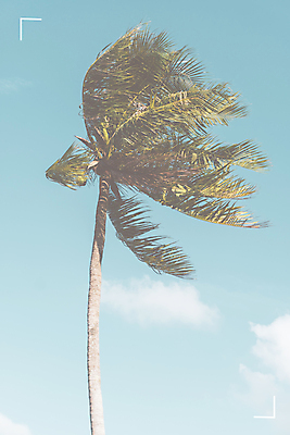 포토 JPG 해외이미지 주간 구름 하늘 바람 한그루 사람없음 야외 여름 야자수 여름풍경 해외포토 자연요소 나무 1 계절 날씨 풍경 파일형식 여름_계절 이미지허브