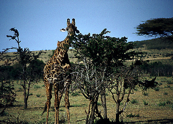 포토 JPG 해외이미지 동물 공원 야생동물 여행 포유류 아프리카 자연 초식동물 국립공원 종류 사람없음 야외 파란색 황무지 큼 방목 기린 사파리 목 케냐 내추럴 동물상 사바나 세렝게티 초식 해외포토 공공시설 나라 컬러 신체부위 조형물 축산업 크기 생태계 파일형식 이미지허브