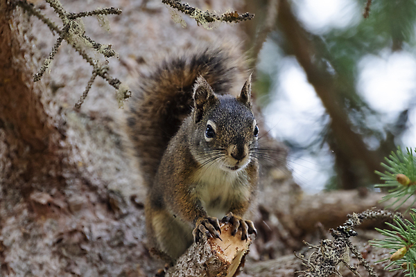포토 JPG 해외이미지 나무 동물 1 응시 야생동물 음식 포즈 백그라운드 캐나다 장난 포유류 자연 생물 털 사람없음 야외 목재 옆모습 빨간색 초록색 여름 뷰티 갈색 미국 견과류 가을 흰색 나뭇가지 소나무 닫기 설치류 숲 작음 모피 먹기 손목시계 호기심 꼬리 다람쥐 오르기 나무껍질 북쪽 솜털 내추럴 경보 해외포토 식물 시선 계절 감정 뷰포인트 시계 컬러 컨셉 북아메리카 재료 장신구 모션 껍질 크기 방향 생태계 파일형식 이미지허브