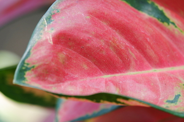 포토 JPG 해외이미지 나무 식물 계절 공원 화초 선 분홍색 백그라운드 잎 꽃무늬 패턴 자연 벽지 추상 사람없음 야외 장식 빨간색 초록색 여름 뷰티 환경 정원 봄 성장 흰색 신선 이름 냄비 숲 작음 질감 상록수 내추럴 양치류 해외포토 공공시설 꽃 컬러 무늬 솥 크기 생태계 파일형식 이미지허브
