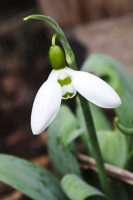 포토 JPG 해외이미지 꽃잎 꽃 잎 사람없음 아웃포커스 개화 스노드롭 해외포토 식물 촬영기법 파일형식 이미지허브