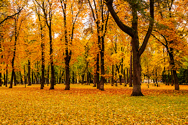 포토 JPG 해외이미지 주간 공원 단풍 낙엽 단풍나무 사람없음 야외 주황색 해외포토 자연요소 나무 공공시설 컬러 잎 파일형식 이미지허브