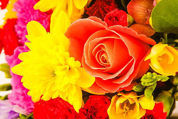 포토 JPG 해외이미지 식물 손 꽃잎 꽃 백그라운드 잎 꽃무늬 자연 사랑 사람없음 초록색 여름 장미 노란색 파티 정원 봄 벚꽃 흰색 신선 닫기 묘사 질감 해외포토 계절 감정 컬러 무늬 모션 이벤트 신체부위 생태계 파일형식 이미지허브