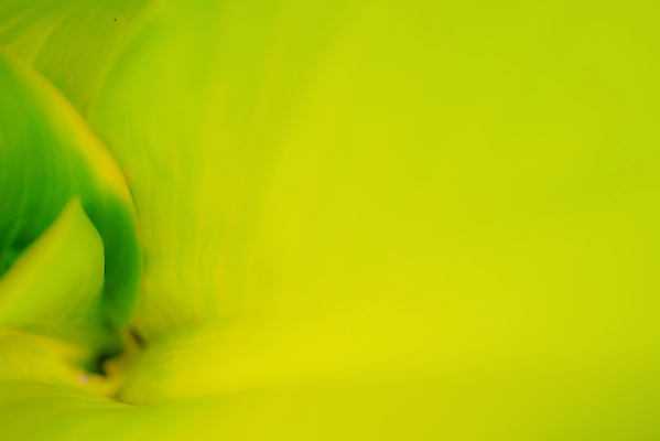 포토 JPG 해외이미지 모양 식물 디자인 계절 선 백그라운드 컨셉 잎 패턴 곡선 자연 벽지 추상 바나나 미술 사람없음 장식 초록색 여름 빛 컬러풀 뷰티 우주 환경 정원 봄 활발 흐름 에너지 성장 신선 묘사 질감 부드러움 블러 생태학 스타일 카피스페이스 그리너리 해외포토 교육 컬러 무늬 과일 문화예술 공백 감각 생태계 파일형식 트랜드컬러 이미지허브