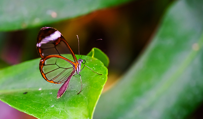 포토 JPG 해외이미지 동물 나비 곤충 백그라운드 날개 창문 자연 유리 종류 사람없음 반려동물 컬러풀 미국 거울 붓 투명 벌레 남쪽 슬라이드 이국적 인기 특별함 해외포토 컬러 컨셉 북아메리카 재질 방향 생태계 파일형식 이미지허브