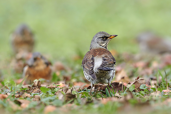 포토 JPG 해외이미지 주간 나무 동물 야생동물 날개 자연 조류 영국 이끼 앉기 사람없음 야외 가로 컬러풀 뷰티 갈색 가수 관찰 점 깃털 언덕 호기심 꼬리 부리 방문 난민 벌거벗은 삼림지대 재 집게발 해외포토 자연요소 식물 감정 유럽 컬러 컨셉 모션 음악가 숲 생태계 파일형식 이미지허브