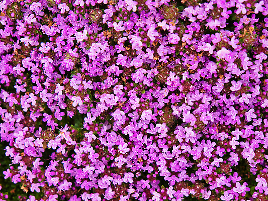 포토 JPG 해외이미지 식물 꽃 분홍색 백그라운드 잎 꽃무늬 밭 자연 사람없음 야외 초록색 파란색 컬러풀 정원 보라색 벚꽃 신선 개화 허브 제비꽃 내추럴 해외포토 컬러 무늬 농업 생태계 파일형식 이미지허브