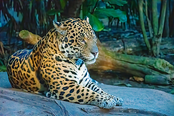 포토 JPG 해외이미지 동물 얼굴 야생동물 포유류 자연 휴식 사람없음 야외 강 고양이 잠 닫기 위험 큼 육식동물 에콰도르 브라질 표범 볼리비아 생태학 아마존 재규어 코스타리카 파라과이 페루 해외포토 교육 컨셉 모션 아메리카 신체부위 반려동물 남아메리카 중앙아메리카 크기 생태계 파일형식 이미지허브