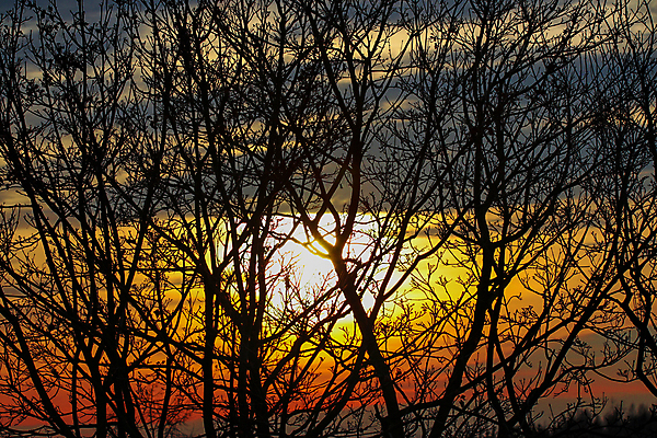 포토 JPG 해외이미지 나무 식물 계절 실루엣 백그라운드 낙엽 겨울 오렌지 자연 벽지 하늘 날씨 추상 사람없음 야외 목재 빛 햇빛 태양 노란색 환경 어둠 황혼 일몰 새벽 나뭇가지 저녁 윤곽 내추럴 강렬 벌거벗은 해외포토 자연요소 컬러 잎 무늬 과일 재료 촬영기법 노을 야간 생태계 파일형식 이미지허브