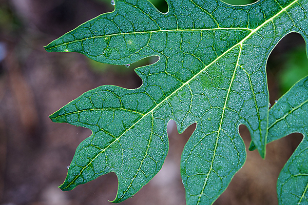 포토 JPG 해외이미지 모양 나무 식물 디자인 줄기 백그라운드 잎 꽃무늬 과일 자연 열대 건강 사람없음 초록색 빛 환경 봄 흰색 신선 큼 묘사 오브젝트 싱글 유기농 질감 아로마 향 정맥 내추럴 고립 엘리먼트 영양분 이국적 파파야 해외포토 웰빙 계절 꽃 컬러 무늬 크기 열대과일 생태계 혈관 파일형식 이미지허브
