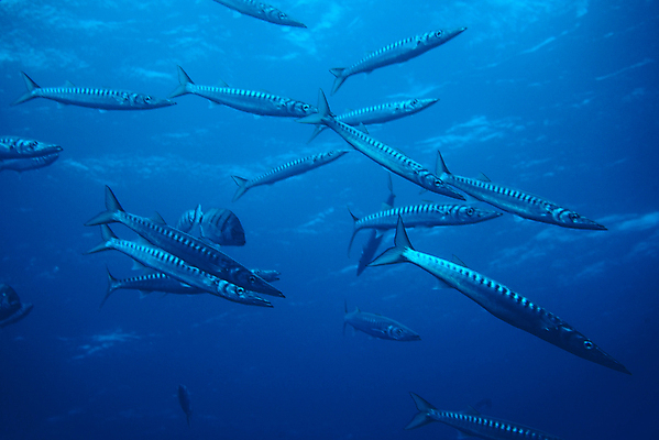 포토 JPG 해외이미지 동물 야생동물 바다 섬 여행 백그라운드 학교 자연 어류 사람없음 물 파란색 컬러풀 뷰티 수중 잠수부 은색 아래 생태계 다이빙 암초 깊이 해외포토 자연요소 교육 컬러 수영 수중동물 전문직 방향 위치 수중스포츠 파일형식 이미지허브