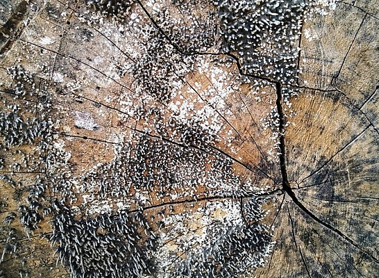 포토 JPG 해외이미지 나무 디자인 벽 백그라운드 패턴 부분 자연 탁자 표면 추상 바닥 프레임 건조 사람없음 목재 장식 가로 갈색 어둠 공백 골동품 소나무 판넬 거친 닫기 널 낟알 묘사 질감 복고 호두 내추럴 그런지 수목 엘리먼트 옛날 파케트 해외포토 식물 컬러 가구 무늬 재료 모션 견과류 생태계 파일형식 이미지허브