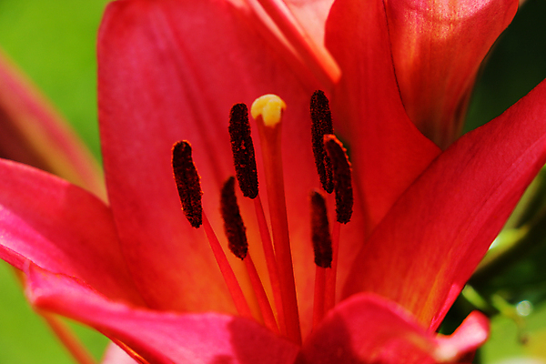포토 JPG 해외이미지 식물 계절 꽃잎 꽃 화초 분홍색 꽃다발 백그라운드 잎 꽃무늬 자연 휴가 사람없음 야외 빨간색 초록색 여름 컬러풀 뷰티 정원 화목 봄 기쁨 성장 벚꽃 흰색 신선 개화 백합 원예 꽃가루 내추럴 고립 영원 해외포토 감정 컬러 컨셉 무늬 취미 가루 생태계 파일형식 이미지허브