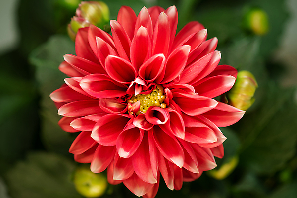 포토 JPG 해외이미지 식물 꽃잎 꽃 백그라운드 잎 꽃무늬 자연 새로움 발렌타인데이 사랑 사람없음 빨간색 초록색 여름 머리 정원 봄 펼침 성장 벚꽃 개화 변화 닫기 달리아 싱글 아로마 꽃가루 개발 방법 노화 많음 해외포토 계절 감정 컬러 컨셉 무늬 모션 데이이벤트 신체부위 가루 생태계 파일형식 이미지허브