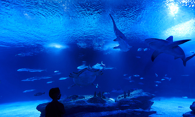 포토 JPG 해외이미지 남자 실루엣 어린이 실내 어류 한명 소년 파란색 수중 올려보기 거북이 상어 수족관 아쿠아리움 소년한명만 해외포토 1 컬러 파충류 모션 촬영기법 사람 내부 수중동물 남자한명만 소년만 파일형식 이미지허브