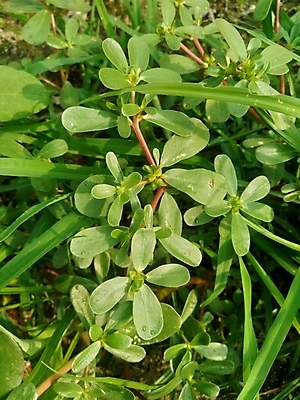 포토 JPG 해외이미지 꽃 음식 백그라운드 잎 채소 자연 건강 사람없음 야외 치료 장식 초록색 뷰티 약 노란색 정원 스파 화장품 신선 약초 허브 테라피 식용 해외포토 식물 컬러 의학 풀_식물 생태계 파일형식 이미지허브