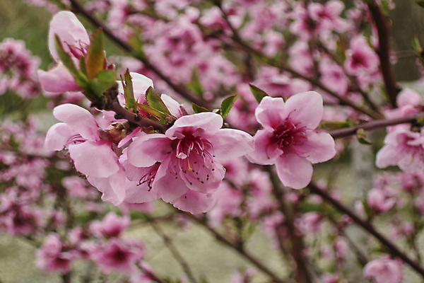 포토 JPG 해외이미지 모양 기념일 꽃 행복 줄기 꽃다발 결혼 백그라운드 잎 꽃무늬 자연 날씨 사랑 미술 사람없음 목재 초록색 빛 뷰티 장미 꽃병 활발 수확 벚꽃 흰색 축하 신선 오픈 다발 복고 열정 나눔 남쪽 그런지 파스텔톤 해외포토 나무 식물 감정 컬러 컨셉 무늬 농업 재료 문화예술 이벤트 방향 생태계 파일형식 이미지허브