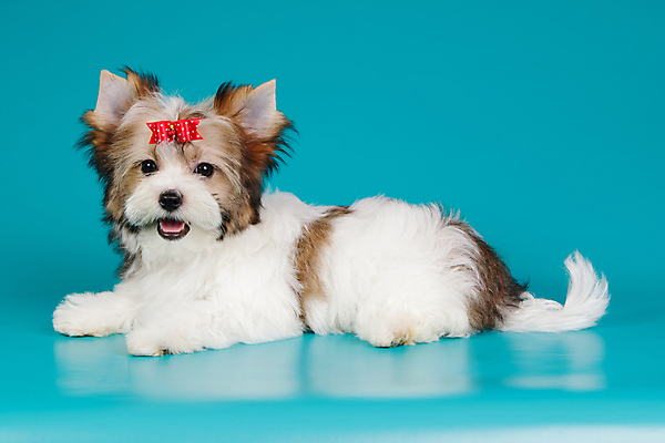 포토 JPG 해외이미지 동물 1 행복 새끼 백그라운드 새로움 털 미소 사람없음 빨간색 반려동물 귀여움 검은색 거울 흰색 개 달콤 강아지 작음 요크셔테리어 테리어 활 솜털 송곳니 기르기 비버 삼색 해외포토 감정 컬러 컨셉 포유류 표정 맛 치아 크기 돌봄 파일형식 이미지허브