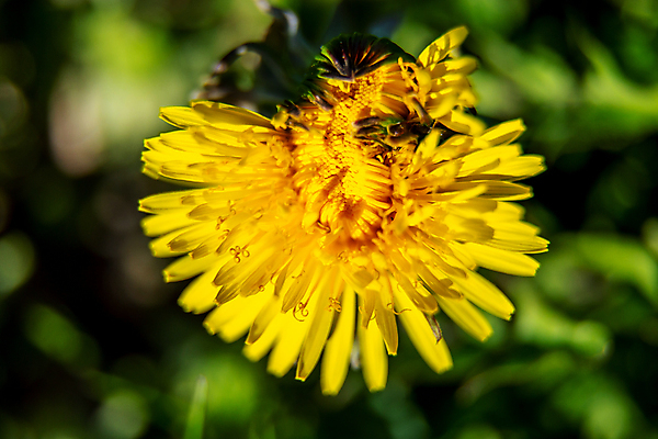 포토 JPG 해외이미지 식물 계절 공원 꽃잎 꽃 백그라운드 잎 꽃무늬 밭 자연 잔디 사람없음 야외 초록색 여름 컬러풀 태양 뷰티 노란색 환경 정원 맑음 봄 벚꽃 시골 신선 개화 민들레 허브 내추럴 해외포토 자연요소 공공시설 컬러 무늬 농업 날씨 생태계 파일형식 이미지허브