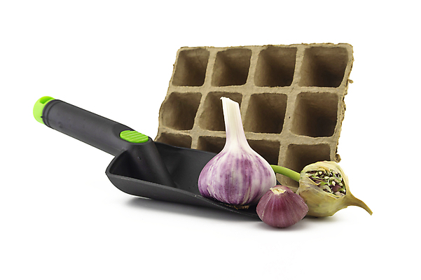 포토 JPG 해외이미지 식물 음식 백그라운드 컨셉 채소 재료 전구 쟁반 건강 마늘 요리 씨앗 사람없음 머리 정원 보라색 수확 성장 흰색 신선 양념 조미료 맛 약초 모종삽 허브 향신료 유기농 매움 날것 냄새 아로마 향 내추럴 고립 숙성 심기 채식주의자 해외포토 웰빙 컬러 농업 모션 신체부위 풀_식물 삽 채식 향미료 파일형식 이미지허브