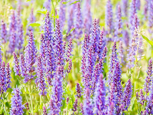 포토 JPG 해외이미지 꽃 백그라운드 자연 사람없음 보라색 봄 풀잎 화려 세이지꽃 해외포토 식물 계절 컬러 컨셉 잎 풀_식물 생태계 파일형식 이미지허브