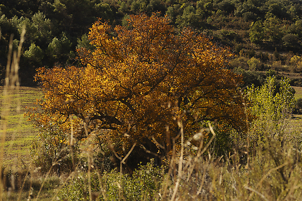 포토 JPG 해외이미지 나무 식물 드레스 계절 단풍 잎 자연 하늘 사람없음 야외 파란색 빛 햇빛 뷰티 노란색 맑음 성장 나뭇가지 시골 스페인 황금 중앙 숲 산등성이 호두 나무껍질 지역 타운 아라곤 내추럴 해외포토 옷 유럽 컬러 날씨 산 태양 견과류 껍질 도시 생태계 파일형식 이미지허브