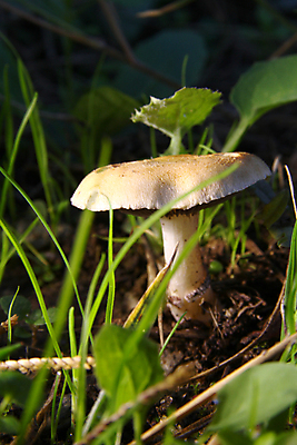 포토 JPG 해외이미지 음식 여행 곤충 자연 이끼 사람없음 빛 버섯 성장 농촌 비교 습지 숲 빛망울 곰팡이 해외포토 동물 컨셉 시골 생태계 파일형식 이미지허브