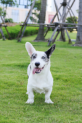 포토 JPG 해외이미지 동물 포유류 자연 사람없음 야외 초록색 반려동물 갈색 봄 개 리트리버 강아지 닥스훈트 래브라도리트리버 송곳니 기르기 해외포토 계절 컬러 치아 생태계 돌봄 파일형식 이미지허브