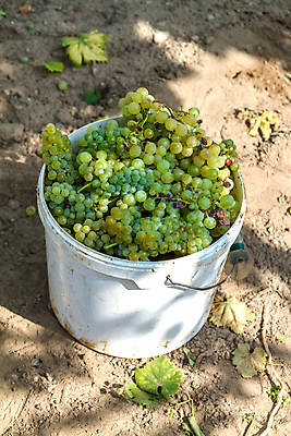 포토 JPG 해외이미지 식물 계절 열매 음식 백그라운드 잎 농업 과일 재료 자연 포도 디저트 건강 사람없음 초록색 와인 식사 흙 주스 수확 흰색 나뭇가지 시골 신선 그룹 달콤 맛 떨어짐 다발 양동이 유기농 날것 포도나무 내추럴 숙성 양조장 채식주의자 해외포토 나무 웰빙 산업 음료 컬러 컨셉 주류 과일나무 생태계 채식 파일형식 이미지허브