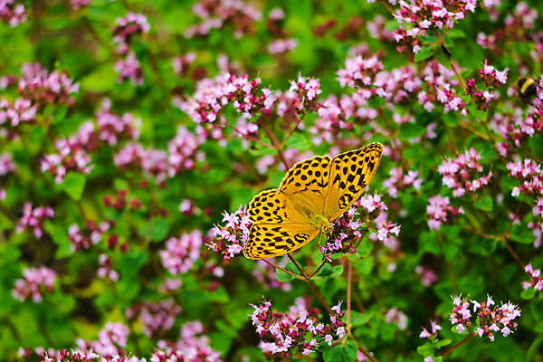 포토 JPG 해외이미지 식물 동물 공원 꽃잎 꽃 야생동물 나비 곤충 백그라운드 잎 꽃무늬 패턴 날개 오렌지 자연 사람없음 야외 가로 초록색 여름 컬러풀 뷰티 노란색 정원 검은색 봄 벚꽃 흰색 벌레 수분 데이지 꽃가루 꿀 내추럴 동물상 수유 해외포토 계절 공공시설 컬러 무늬 과일 조형물 가루 생태계 파일형식 이미지허브
