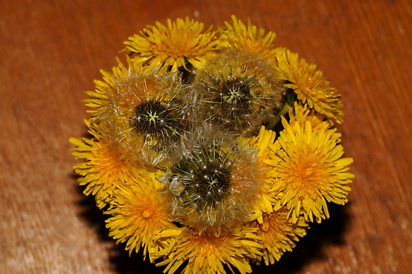 포토 JPG 해외이미지 식물 꽃잎 꽃 줄기 자연 씨앗 사람없음 뷰티 민들레 그리너리 해외포토 생태계 파일형식 트랜드컬러 이미지허브