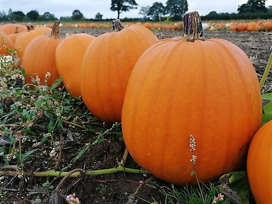 포토 JPG 해외이미지 식물 계절 음식 줄기 백그라운드 잎 밭 농업 채소 오렌지 재료 부분 자연 호박 휴가 건강 사람없음 초록색 여름 농작물 농장 노란색 정원 할로윈 수확 성장 가을 흰색 신선 11월 오브젝트 유기농 원예 날것 박 추수감사절 스쿼시 10월 내추럴 고립 밭일 숙성 채식주의자 해외포토 웰빙 산업 기독교 스포츠 컬러 과일 취미 구기 날짜 생태계 채식 파일형식 이미지허브