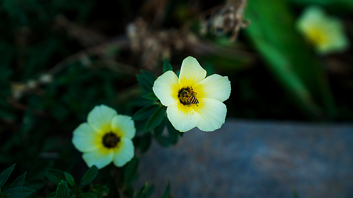 포토 JPG 해외이미지 식물 동물 1 계절 꽃잎 꽃 곤충 백그라운드 잎 꽃무늬 밭 자연 생물 사람없음 야외 컵 초록색 여름 뷰티 노란색 정원 봄 성장 벚꽃 흰색 신선 개화 꿀벌 수분 벌 먹기 원예 꽃가루 버터 꿀 내추럴 수유 해외포토 식기 컬러 무늬 농업 모션 취미 벌_곤충 가루 생태계 파일형식 이미지허브
