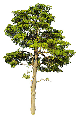 포토 JPG 해외이미지 나무 식물 계절 줄기 백그라운드 단풍 낙엽 잎 크리스마스 자연 휴가 사람없음 야외 목재 초록색 환경 정원 봄 성장 덮개 흰색 나뭇가지 고독 숲 큼 12월 자르기 수집 심볼 오브젝트 싱글 에코 나무껍질 코코넛 내추럴 고립 생태학 옛날 그리너리 해외포토 교육 기념일 감정 컬러 과일 재료 모션 뚜껑 껍질 날짜 크기 생태계 파일형식 트랜드컬러 이미지허브