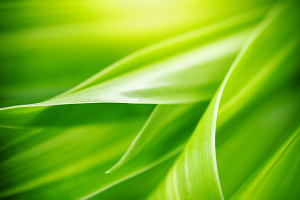 포토 JPG 해외이미지 나무 식물 계절 백그라운드 컨셉 잎 패턴 자연 벽지 추상 잔디 사람없음 초록색 여름 빛 컬러풀 햇빛 태양 뷰티 우주 환경 정원 맑음 봄 성장 신선 숲 질감 보케 부드러움 내추럴 블러 생태학 지구의날 카피스페이스 그리너리 효과 해외포토 자연요소 교육 기념일 컬러 무늬 날씨 공백 감각 생태계 파일형식 트랜드컬러 이미지허브