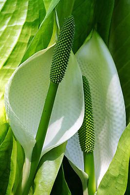 포토 JPG 해외이미지 식물 계절 공원 꽃잎 꽃 잎 꽃무늬 자연 사람없음 야외 환경 정원 봄 성장 벚꽃 신선 개화 닫기 관목 생태계 원예 화단 내추럴 영원 해외포토 나무 공공시설 무늬 모션 취미 파일형식 이미지허브