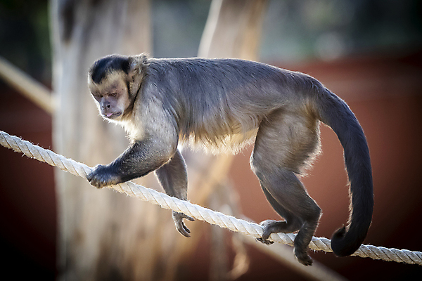포토 JPG 해외이미지 동물 무기 야생동물 밧줄 포유류 자연 털 사람없음 야외 갈색 머리 걷기 환경 검은색 산책 원숭이 호주 모피 꼬리 시드니 해외포토 줄 컬러 모션 휴식 신체부위 오세아니아 생태계 파일형식 이미지허브