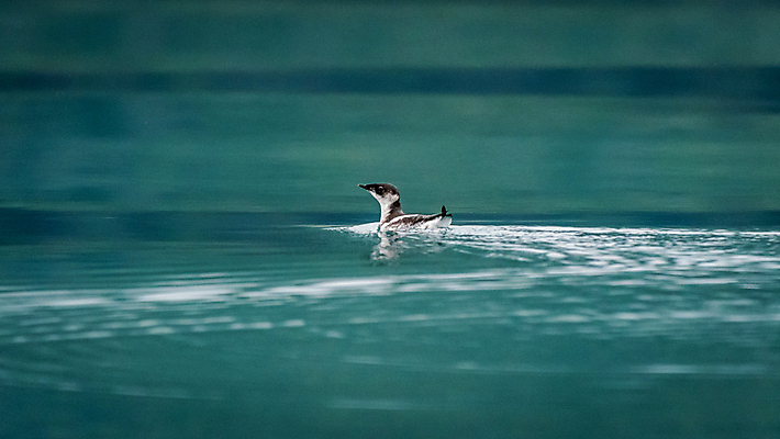 포토 JPG 해외이미지 야생동물 북아메리카 조류 사람없음 미국 알래스카 해외포토 동물 아메리카 파일형식 이미지허브