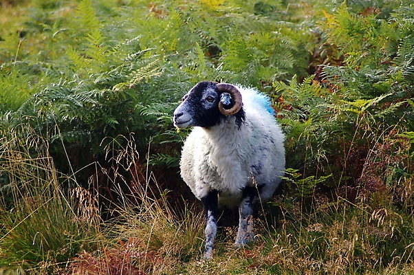 포토 JPG 해외이미지 동물 포즈 뿔 사람없음 옆모습 농장 가축 시골 양 호기심 기르기 양치류 양털 해외포토 감정 뷰포인트 컨셉 농업 포유류 돌봄 파일형식 이미지허브