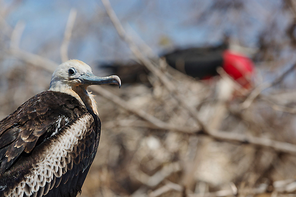 포토 JPG 해외이미지 동물 계절 여자 남자 야생동물 섬 여행 자연 조류 국립공원 종류 사람없음 야외 빨간색 여행객 검은색 둥지 큼 에콰도르 목 북쪽 갈라파고스 짝짓기 내추럴 동물상 파우치 해외포토 공원 컬러 가방 사람 신체부위 조형물 남아메리카 크기 방향 생태계 파일형식 이미지허브