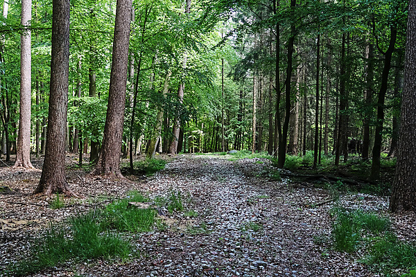 포토 JPG 해외이미지 나무 식물 계절 공원 길 백그라운드 잎 자연 벽지 아침 이끼 풍경 사람없음 초록색 여름 빛 컬러풀 햇빛 태양 뷰티 환경 맑음 침묵 봄 안개 광선 신선 숲 신비 장면 신화 마법 내추럴 해외포토 주간 자연요소 공공시설 컬러 컨셉 날씨 소리 생태계 파일형식 이미지허브