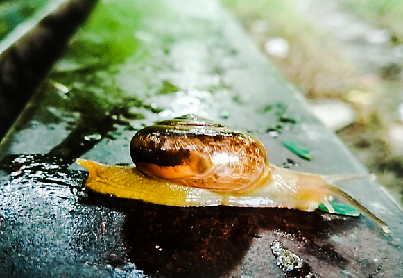 포토 JPG 해외이미지 동물 손 야생동물 음식 백그라운드 아프리카 자연 초식동물 연체동물 안테나 나선형 종류 사람 성인 사람없음 야외 초록색 반려동물 뷰티 갈색 정원 젖음 껍질 흰색 해충 큼 땅 속도 덮기 느림 거인 내추럴 기어가기 고립 민달팽이 끈적임 해외포토 나라 컬러 무늬 통신 모션 무척추동물 신체부위 벌레 크기 생태계 파일형식 달팽이_동물 이미지허브