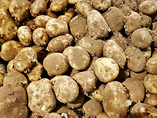 포토 JPG 해외이미지 음식 백그라운드 농업 다이어트 채소 자연 감자 건강 사람없음 농장 갈색 세일 쌓기 상점 시골 신선 바 원형 그룹 시장 달콤 계산대 무역 유기농 진열장 날것 흙더미 숙성 채식주의자 많음 해외포토 도형 웰빙 산업 컬러 컨셉 모션 흙 맛 생태계 채식 파일형식 더미 이미지허브