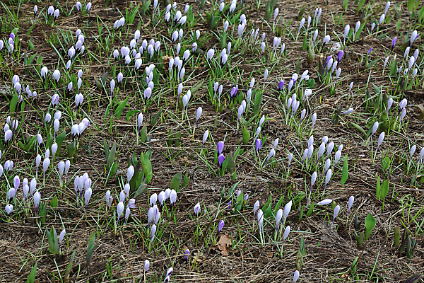 포토 JPG 해외이미지 식물 계절 공원 꽃잎 꽃 줄기 백그라운드 잎 꽃무늬 자연 사람없음 초록색 컬러풀 뷰티 환경 정원 봄 벚꽃 신선 개화 닫기 내추럴 뒤뜰 온실 해외포토 공공시설 컬러 무늬 모션 생태계 파일형식 이미지허브
